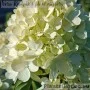 Aedhortensia Little Lime